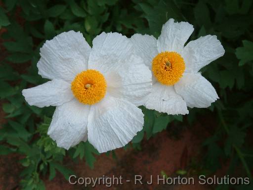 Romneya coulteri 